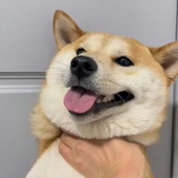 我爱蟹黄包