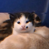匿行者 ୧⍤⃝୨