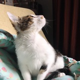 我叫不高兴