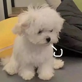 兜鍪黑黑