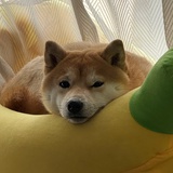 黢黑球球猫