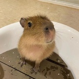 qi-li-qi-li