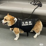 煎蛋