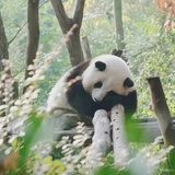 🐼成和花亲妈