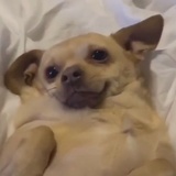 袁调皮要优秀