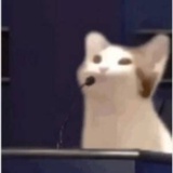打烊雨