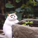 豆瓣酱不酱