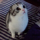 一只猫的旅行