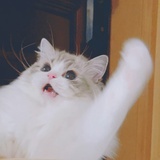 Huckleberry