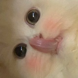 不是小妮