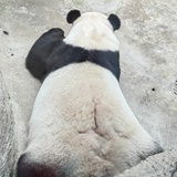 momo小熊猫版