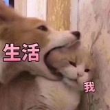 庭中棠棣
