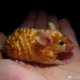 金丝鼠
