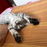 你是我的三色猫