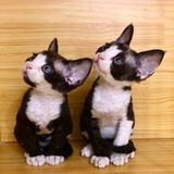 阿兹卡班的德文