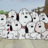 如不谢之花升起