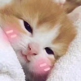 哇哦哇哦