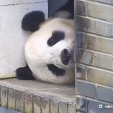 熟不透的鸡蛋