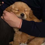 不吃香菜谢谢