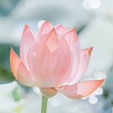 祝我万事顺利！