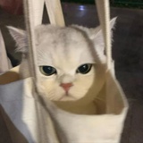 再来