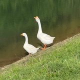 迷失大荒野