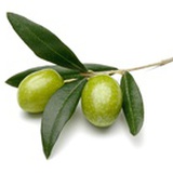 Oliveee