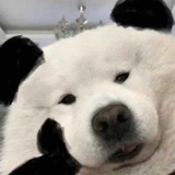 请松鼠油炸