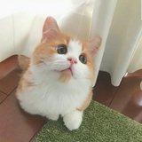万事胜意