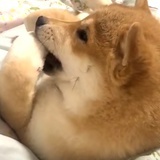 先吃饭还是可以