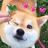 狗面包烹饪大师