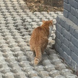 夏夏夏风