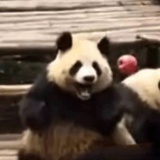 喵家有只胖虎