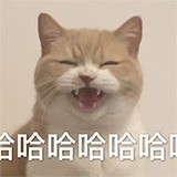 她和她的猫