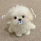 拆芒核
