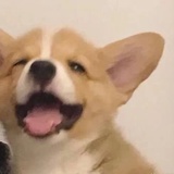 比多肉还肉多