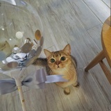 六耳大马猴