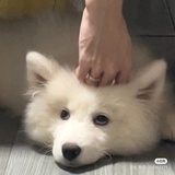 yy