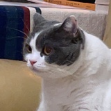 春风十里