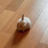 静电绝缘体