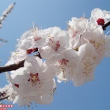 木鱼