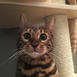 almondbiscuit