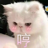 无敌喵喵拳