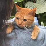 乌所味