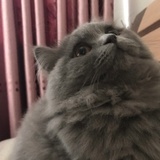 汤圆拌小莽