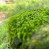 豆友183258340