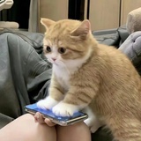 云雀恭彌