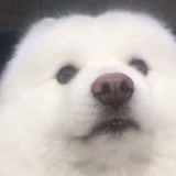 鲅鱼台好吃了