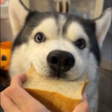 迟棠