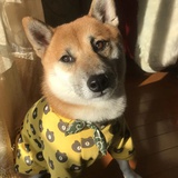 小狗也有心事